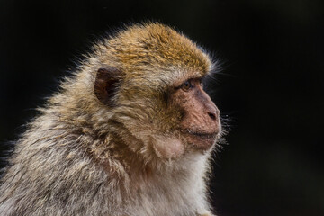Barbary Macaque, Macaca sylvanus. Monkeys from the forests in the Atlas mountains, Morocco, Africa. Monkeys fed by the tourists