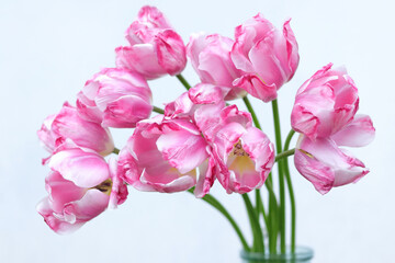 Faded Tulips close up. Bouquet of pink tulips close up. Tulip petals. Buds of faded flowers. Flowers on a white background. Beautiful bouquet. Floral background