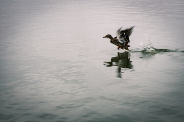 Duck flying over the lake of the Albufera