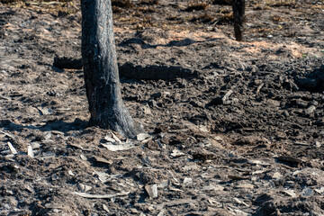 The consequences of a forest fire and arson of dry foliage.  Charred trees and grass in the forest. Ash on the ground after an incident in the park. Environmental protection