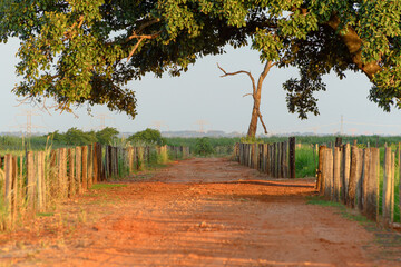 Dirt road that passes under the leaves of a large tree of a rural area with fences separating the dirt road from the farm pastures. Brazilian rural area.