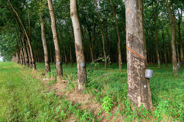 Rubber trees with cuts in the bark, which were made to bleed the sap, which after being extracted from the rubber tree is transformed into rubber.