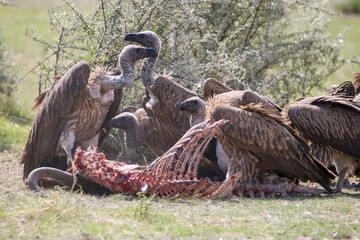 White-backed Vulture feeding on a Blue Wildebeest carcass in Etosha National Park, Namibia