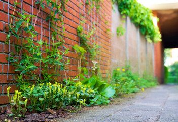 Facade of a house with climber plants, ivy growing on the wall. Ecology and green living in city, urban environment concept. European green facade wall garden for climate adaptation