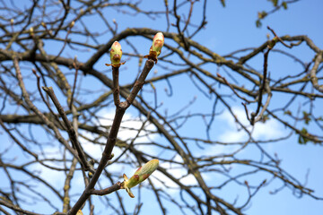 chestnut branches with large swollen buds against the blue spring sky