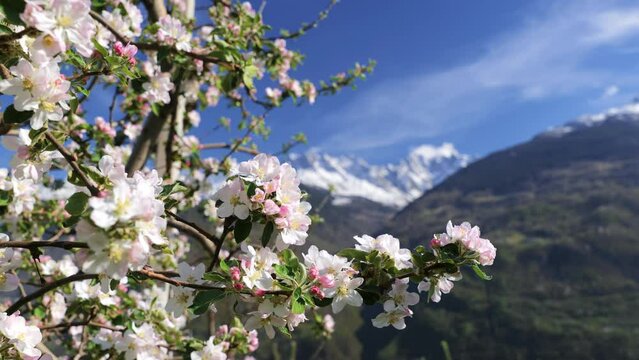 Apple blossoms in spring and snow capped mountains in the background.springtime.typical mountain landscape.valtellina italian alps