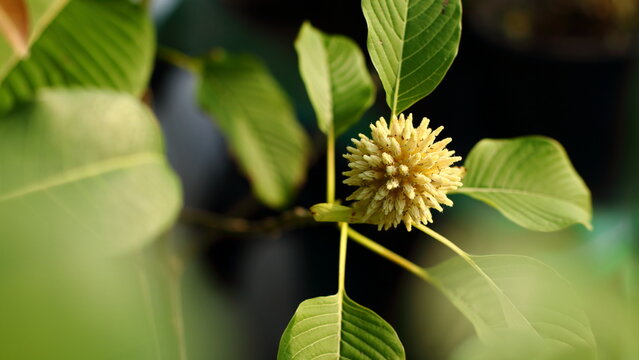 Mitragyna speciosa flower on the mitragyna speciosa tree