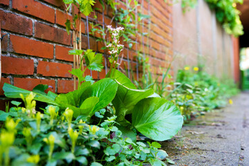 Facade of a house with climber plants, ivy growing on the wall. Ecology and green living in city, urban environment concept. European green facade wall garden for climate adaptation