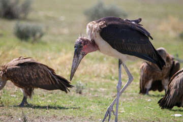 Marabou Stork, Etosha National Park, Namibia