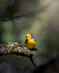 Golden fronted Whitestart (myioborus ornatus). Small yellow bird with dark blue amidst the gloom of the forest illuminated by a small ray of sunshine while quietly perched on a branch.