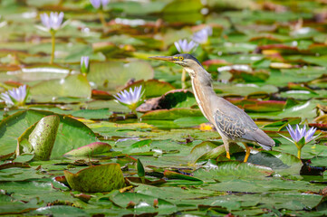 Striated Heron (butorides striata). Heron walking on a pond full of large leaves and lotus flowers on a sunny day.