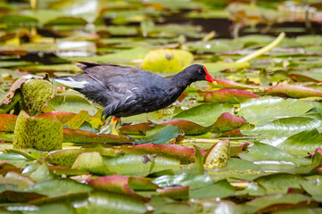 Common Gallinule (gallinula galeata). Small long-legged bird foraging among the leaves on the surface of a lagoon.