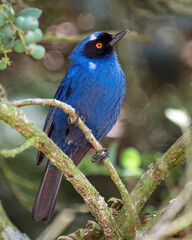 Diglossa cyanea (masked flowerpiercer). Incredible contrast of a blue bird with red eyes inside a forest in Colombia.