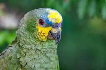Orange winged Amazon (amazona amazonica). Portrait of a beautiful parrot in freedom while perched peacefully in a tree.