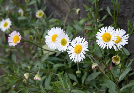 Mexikanisches Berufkraut (Mauer-G&auml;nsebl&uuml;mchen, Erigeron karvinskianus), bl&uuml;hend