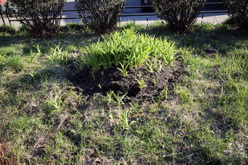 green and dry grass in the city in spring