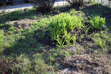 green and dry grass in the city in spring