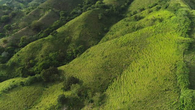 Forest trees on the mountain slopes on a summer sunny day. Green meadow grass on the mountain. Tropical Dominican Wildlife Landscape. Tourist routes.
