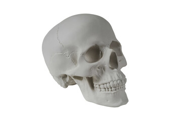 Gypsum human skull on isolated white background with clipping path. Plaster sample model skull for students of art schools. Forensic science, anatomy and art education concept. Mockup for drawing.