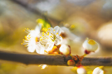 wiosenny kwiat