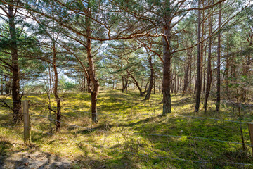 Kap Arkona Prerow Heringsdorf Ahlbeck Bansin Ostsee Rostock Warnemünde Strand Bäume Meer Salzwasser Küste Brandung Steilküste Wolken Gezeiten Himmel Wolken Stralsund Ückeritz Usedom 