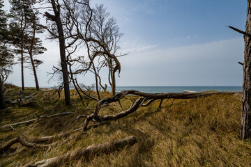 Prerow Weststrand Zingst Dar&szlig; Ostsee Rostock Warnem&uuml;nde Strand B&auml;ume Meer Salzwasser K&uuml;ste Brandung Steilk&uuml;ste Wolken Gezeiten Himmel Wolken Stralsund Sonnenaufgang Sonnenuntergang Boot Leuchtturm