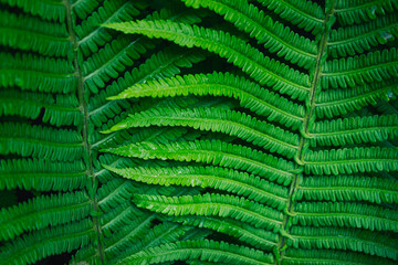 Close Up of large forest fern leaves wet with rain