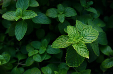 Fototapeta na wymiar Background of fresh green mint leaves bushes