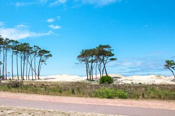 Fototapeta premium tree on the dunes in uruguay 