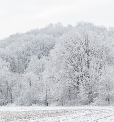 Snowy Forest on a Snow Covered Ridge in Amish Country, Ohio