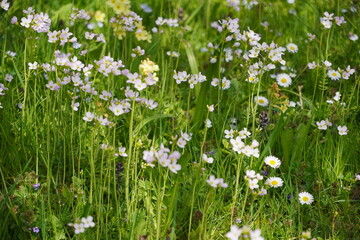 Blumenwiese im Frühling