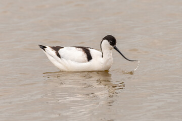 Pied avocet (Recurvirostra avosetta) feeding in the water. Unusual British wading bird, Suffolk, UK.