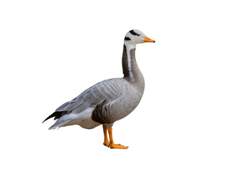 goose (bar headed) isolated on white