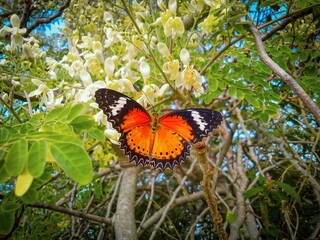 butterfly on a flower