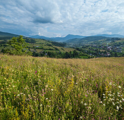Carpathian mountain countryside summer meadows with beautiful wild flowers