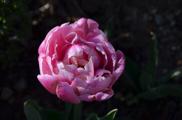 tulipe pivoine rose