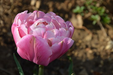tulipe pivoine rose