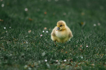 baby duck in the grass
