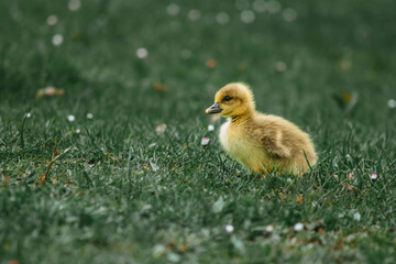 baby duck in grass