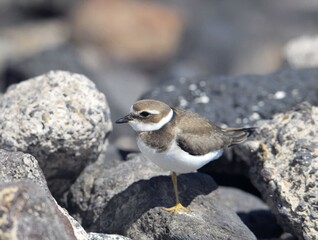 Adult Kentish Plover Water Bird