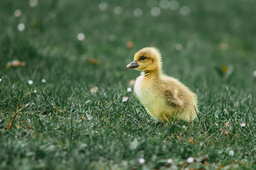 duckling in grass