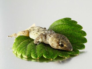 Gecko Lizard and Leaf