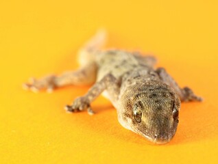 Gray Gecko Lizard