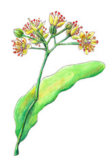 Watercolor illustration with linden flowers. For medicine, herbal tea.