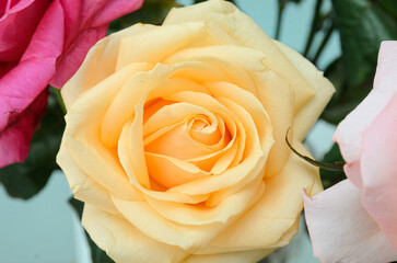 close up of a rose