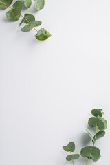 Top view vertical photo of eucalyptus branches in the corners on isolated white background with empty space © ActionGP