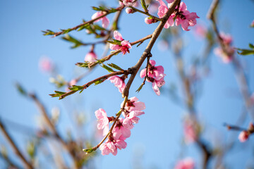 First flowers and leaves on the Peach  branch 