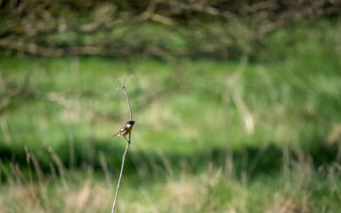a male stonechat (Saxicola rubicola) perched high