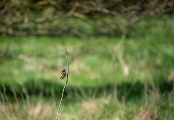 a male stonechat (Saxicola rubicola) perched high