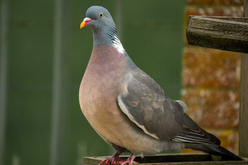 closeup of a wood pigeon (Columba palumbus) standing on a wooden bird feeder tray